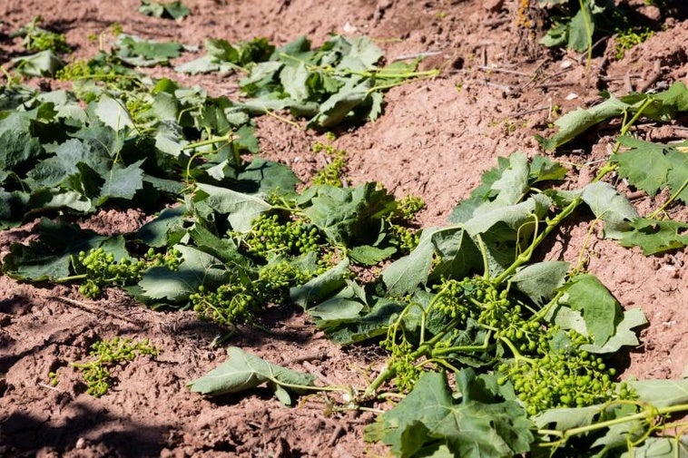 Agricultura fija en unos 3.800 euros la prima por cosecha en verde para 2025